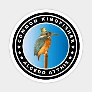 Hungry Common Kingfisher (Alcedo Atthis) Bird Magnet